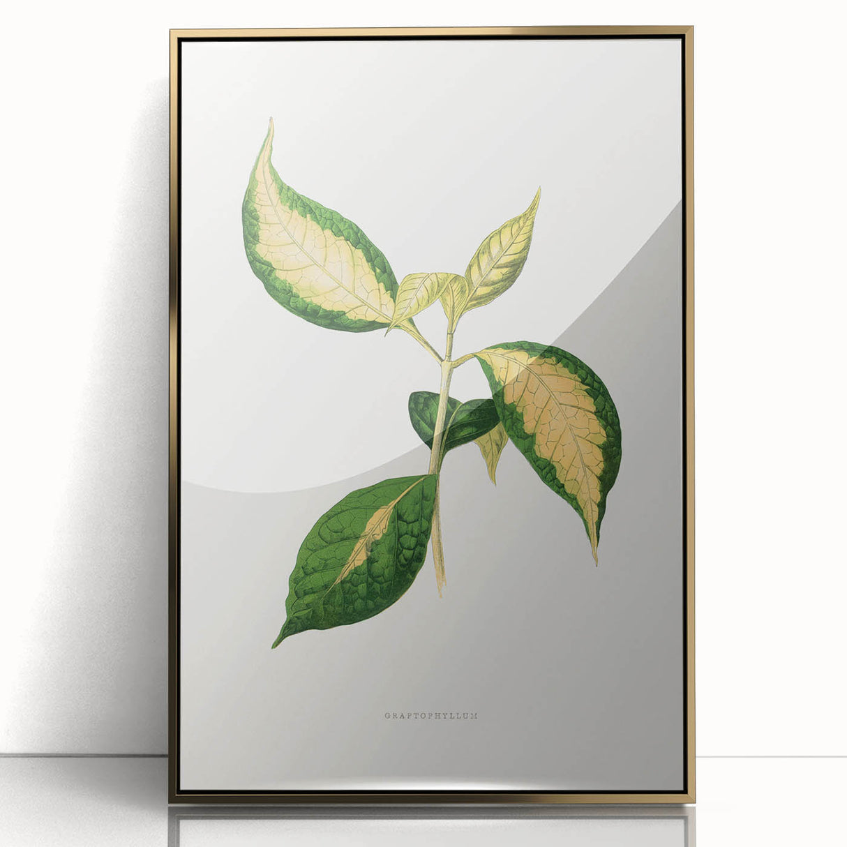Romanticism Art: "Graptophyllum Pictum Leaf" Botanical Canvas Print