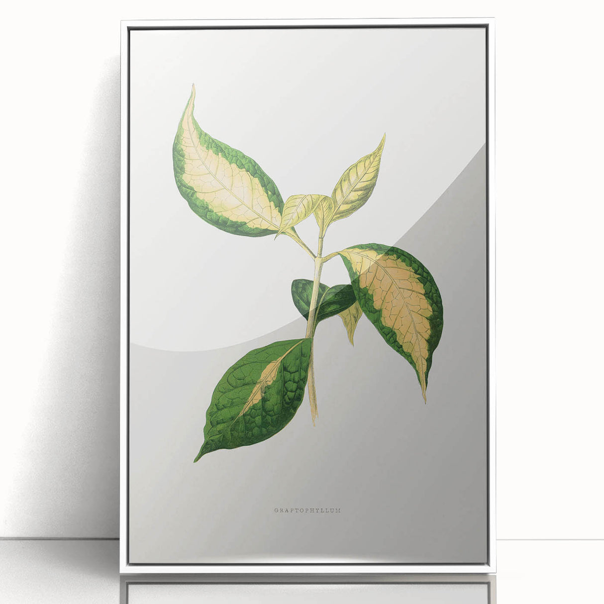 Romanticism Art: "Graptophyllum Pictum Leaf" Botanical Canvas Print