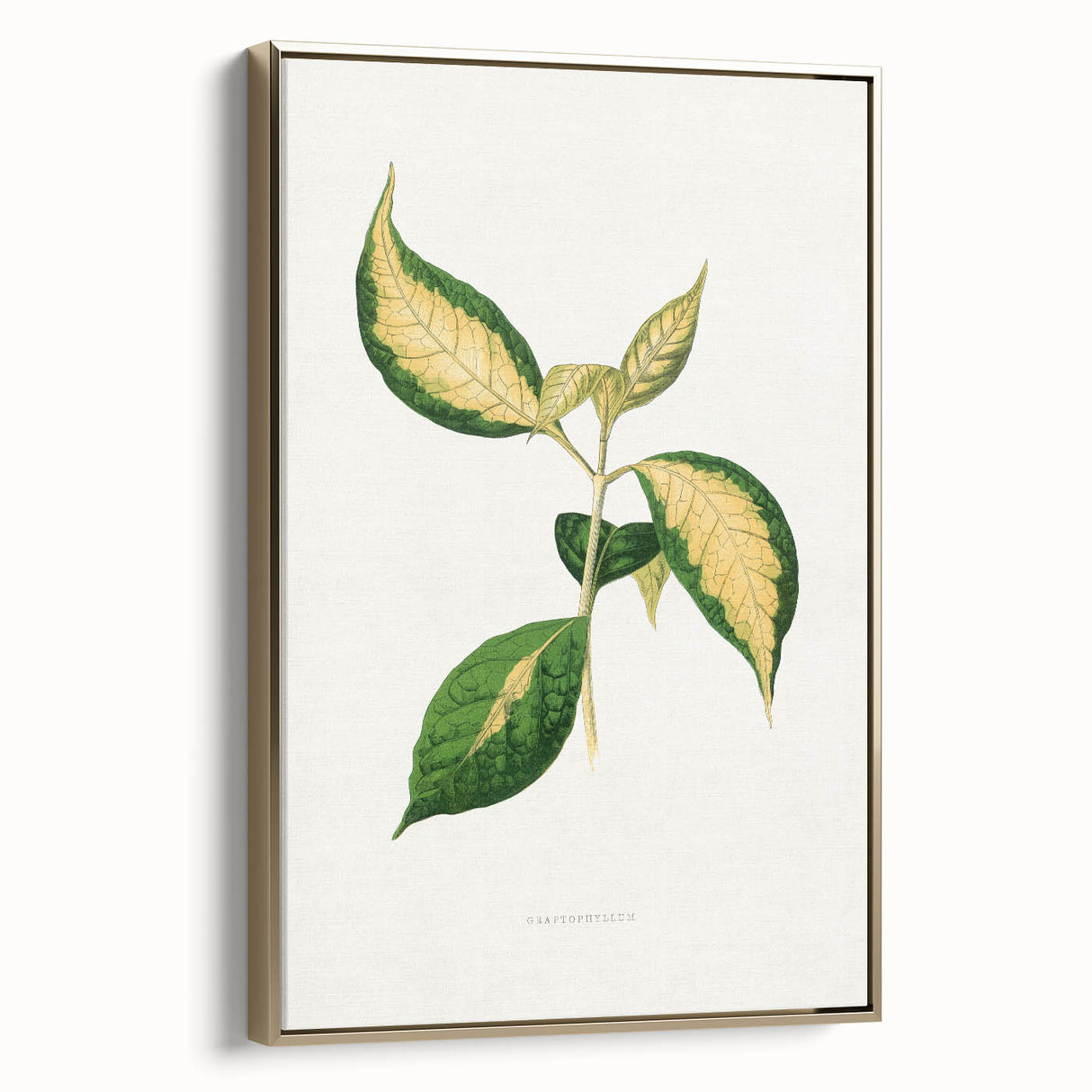 Romanticism Art: "Graptophyllum Pictum Leaf" Botanical Canvas Print
