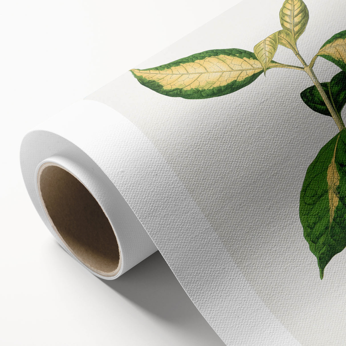 Romanticism Art: "Graptophyllum Pictum Leaf" Botanical Canvas Print