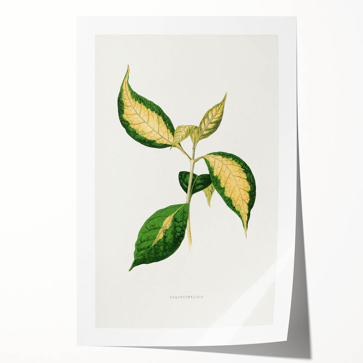 Romanticism Art: "Graptophyllum Pictum Leaf" Botanical Canvas Print