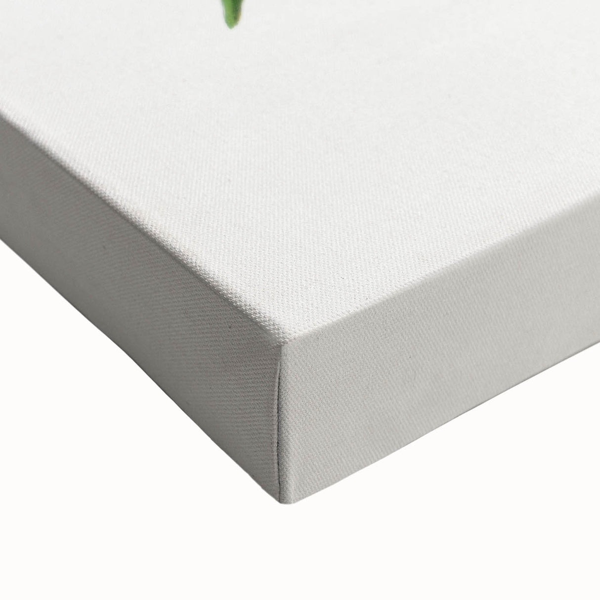 Romanticism Art: "Graptophyllum Pictum Leaf" Botanical Canvas Print