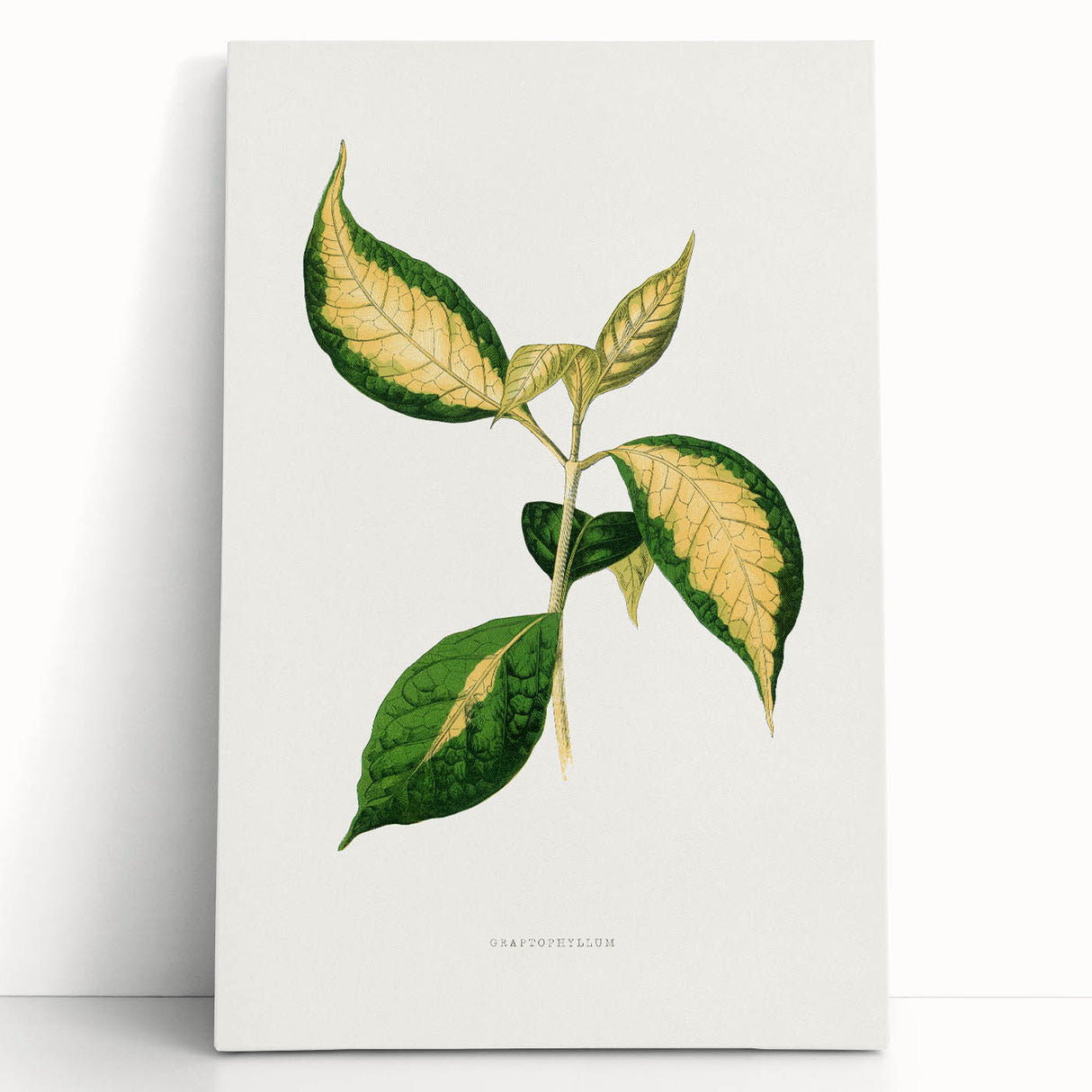 Romanticism Art: "Graptophyllum Pictum Leaf" Botanical Canvas Print