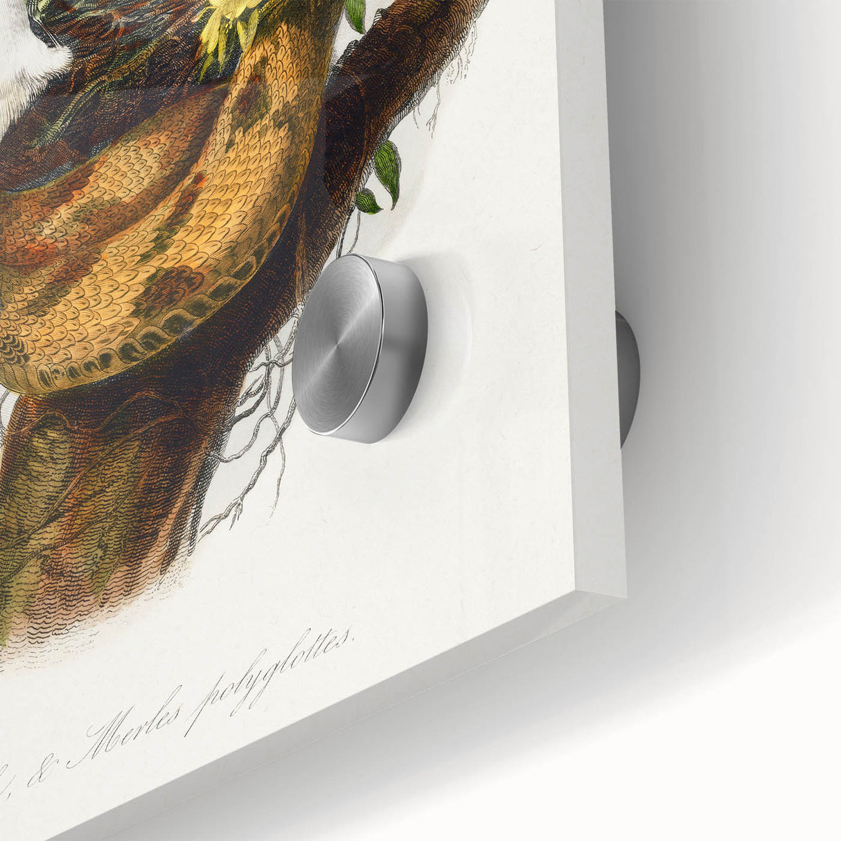 Romanticism Art: "Northern Mockingbird & Snake" Wildlife Canvas Print