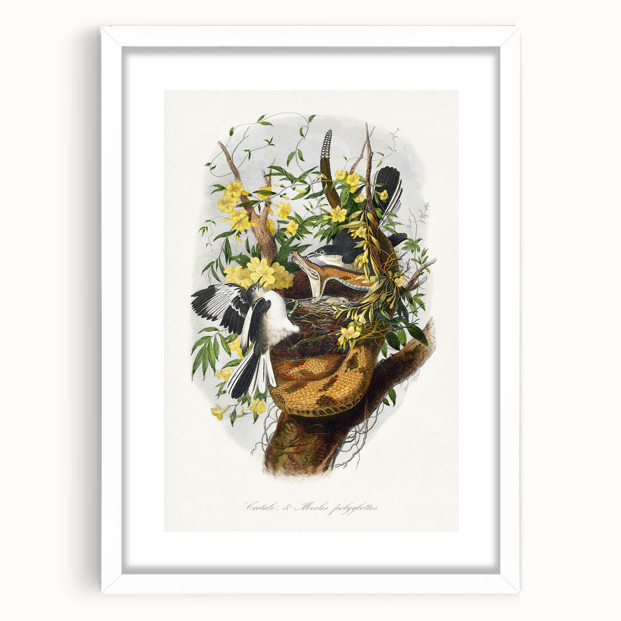Romanticism Art: "Northern Mockingbird & Snake" Wildlife Canvas Print