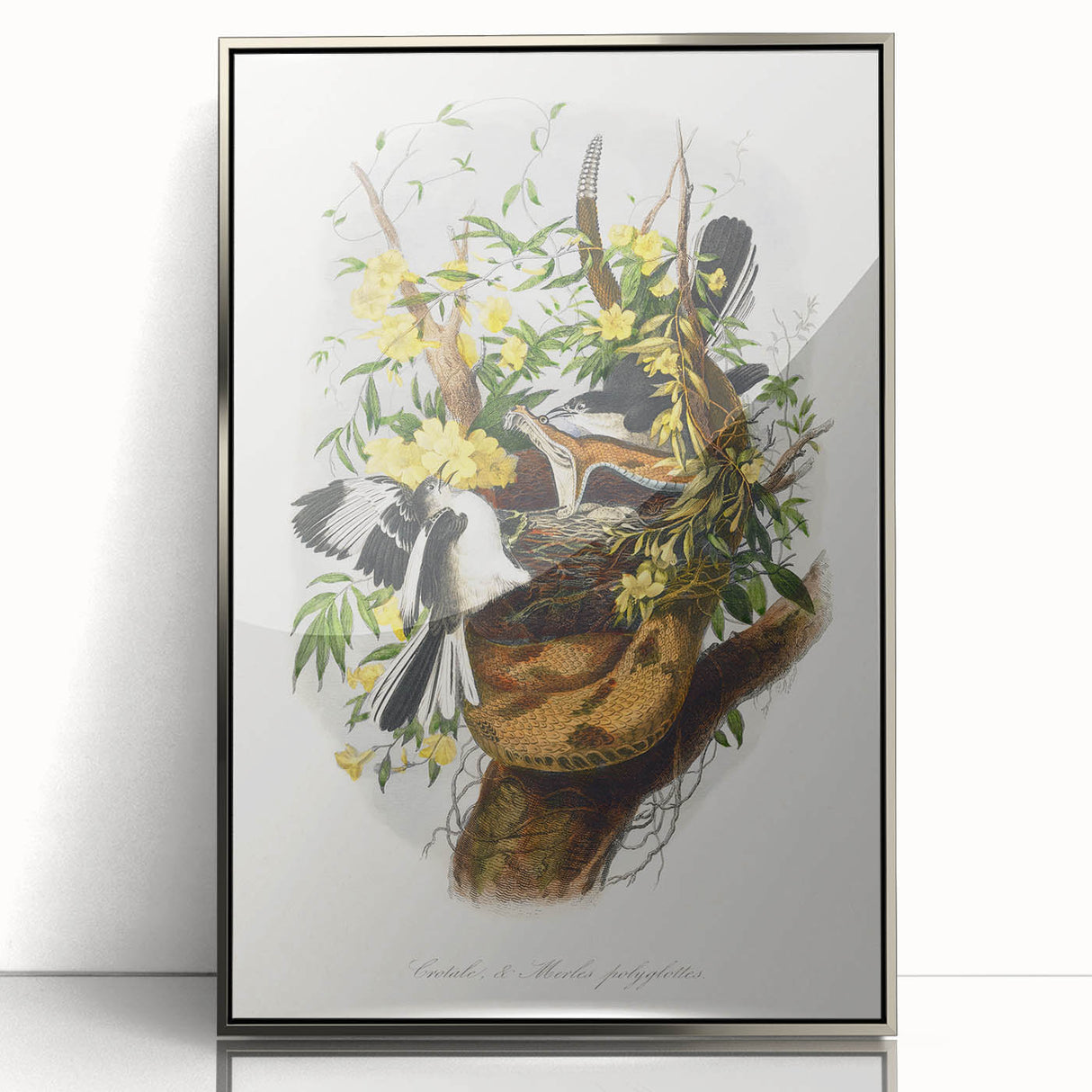 Romanticism Art: "Northern Mockingbird & Snake" Wildlife Canvas Print