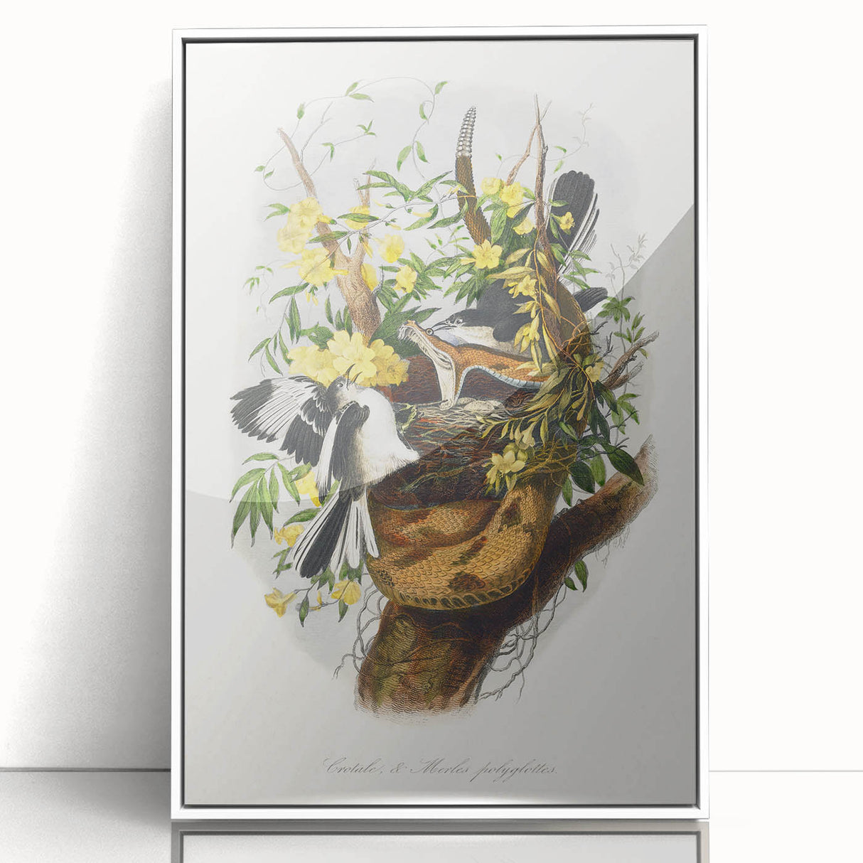 Romanticism Art: "Northern Mockingbird & Snake" Wildlife Canvas Print