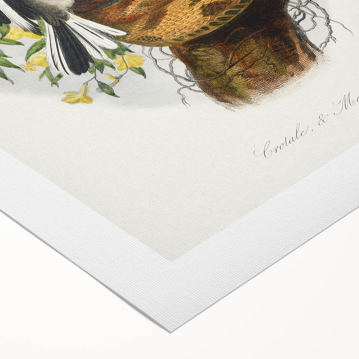 Romanticism Art: "Northern Mockingbird & Snake" Wildlife Canvas Print