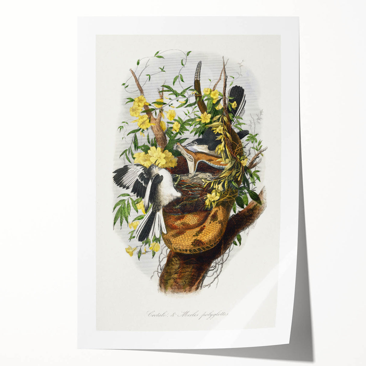 Romanticism Art: "Northern Mockingbird & Snake" Wildlife Canvas Print