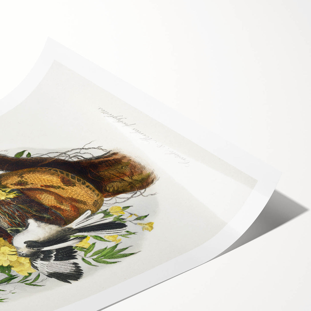 Romanticism Art: "Northern Mockingbird & Snake" Wildlife Canvas Print