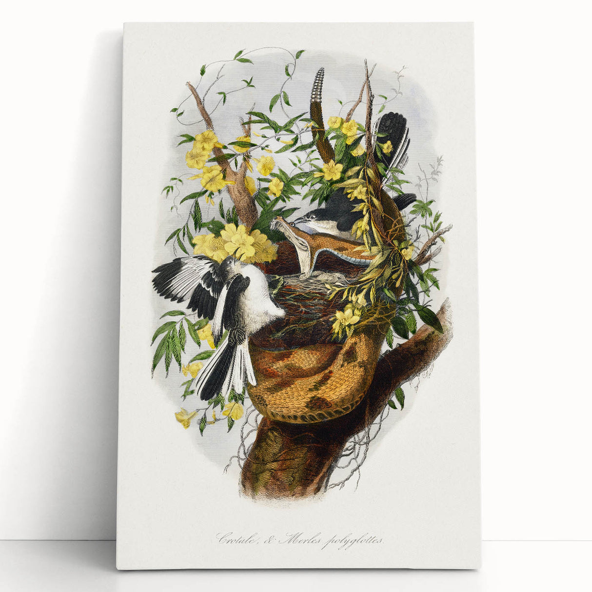 Romanticism Art: "Northern Mockingbird & Snake" Wildlife Canvas Print