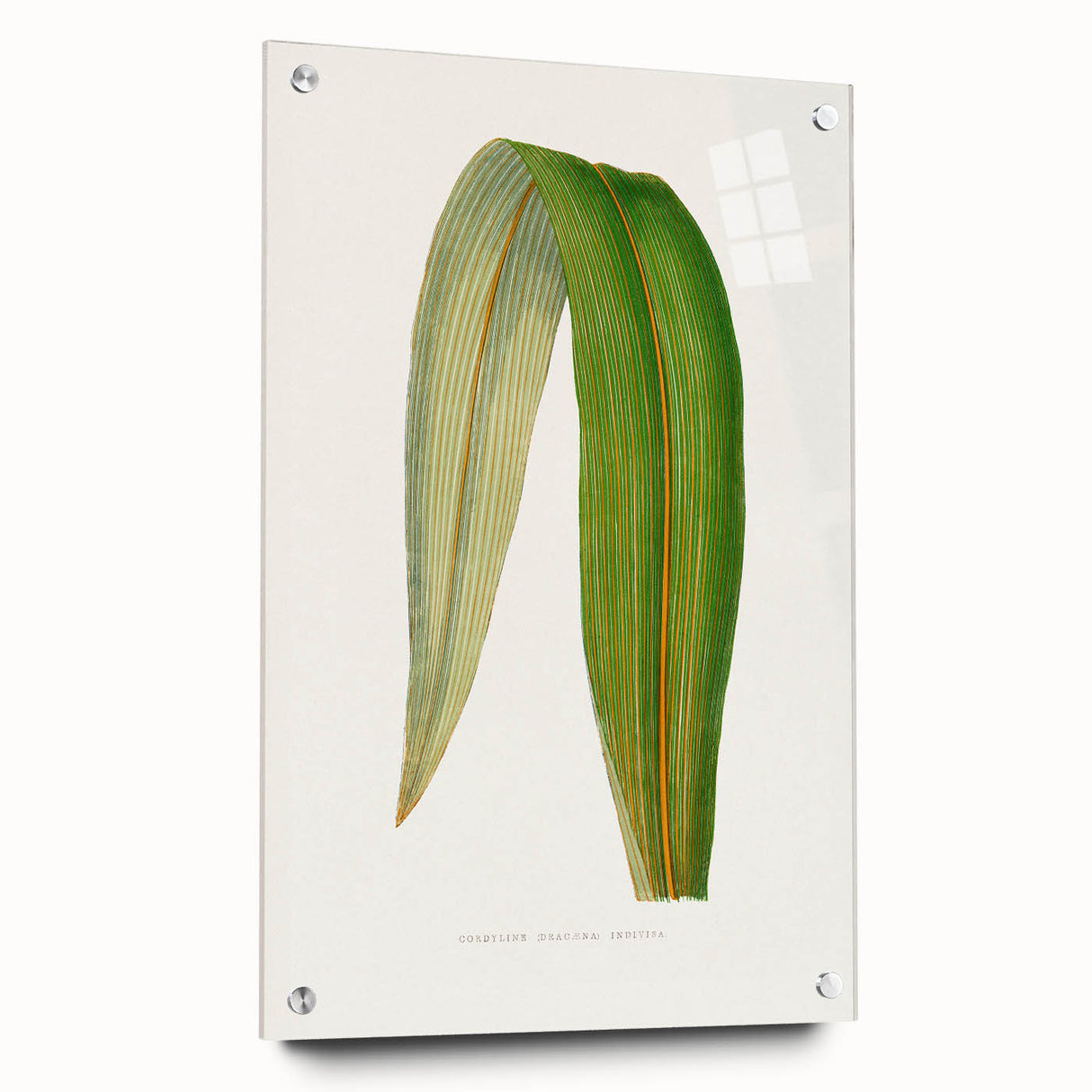 Romanticism Art: "Dracaena Leaf" Botanical Canvas Print