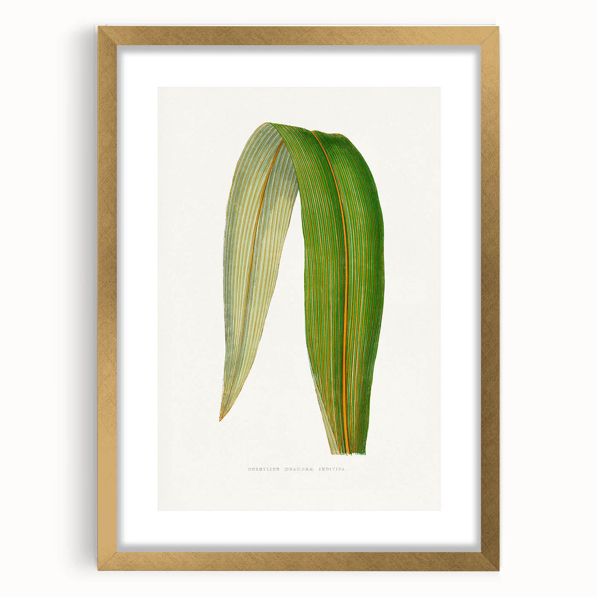 Romanticism Art: "Dracaena Leaf" Botanical Canvas Print