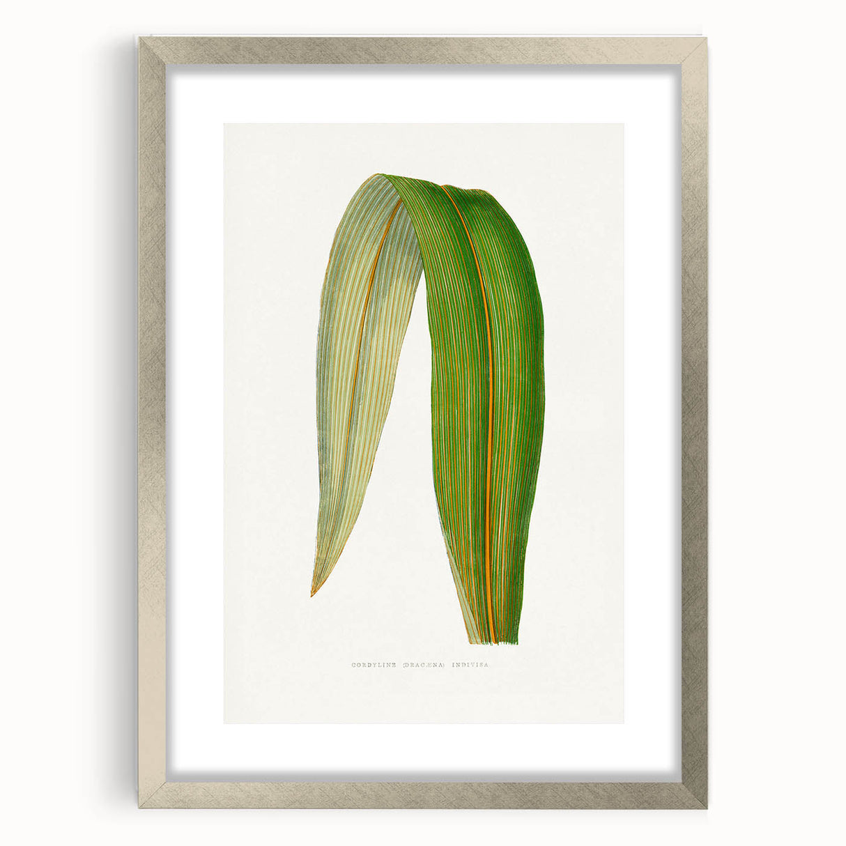 Romanticism Art: "Dracaena Leaf" Botanical Canvas Print