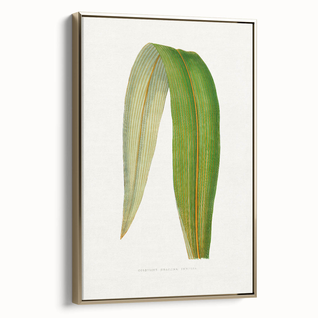 Romanticism Art: "Dracaena Leaf" Botanical Canvas Print