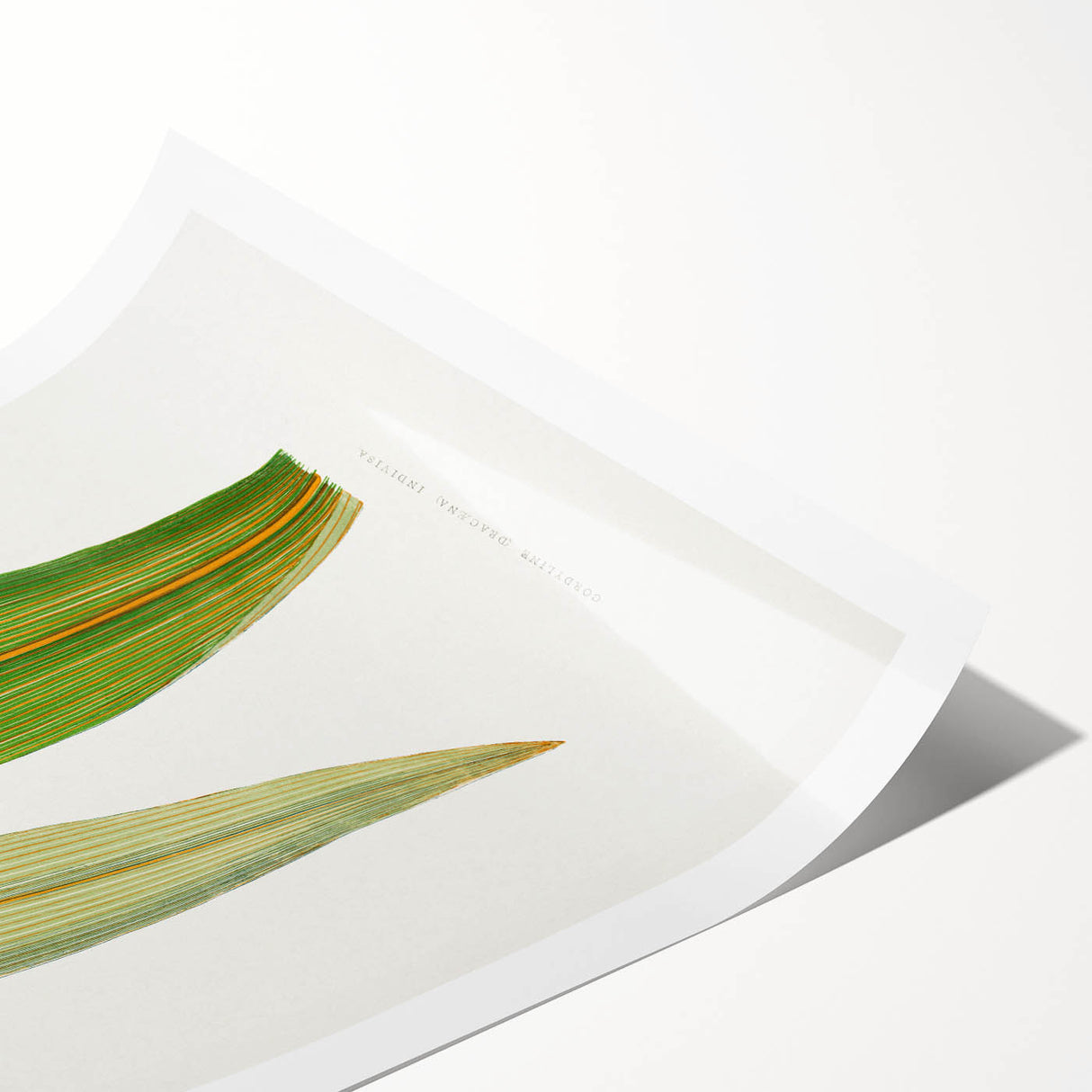 Romanticism Art: "Dracaena Leaf" Botanical Canvas Print