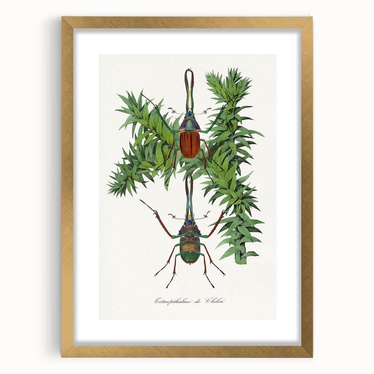 Romanticism Art: "Stag Beetle" Wildlife Botanical Canvas Print