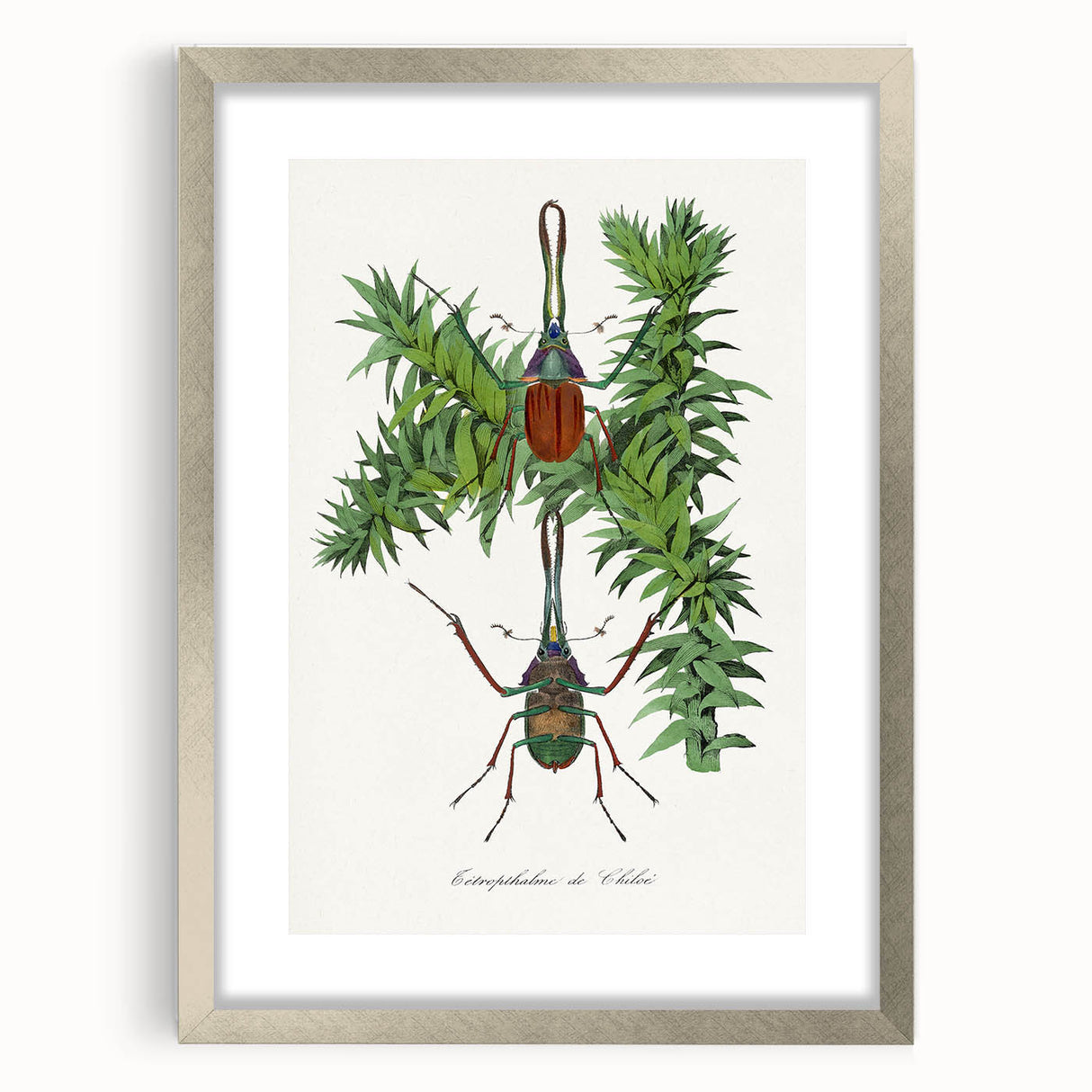 Romanticism Art: "Stag Beetle" Wildlife Botanical Canvas Print