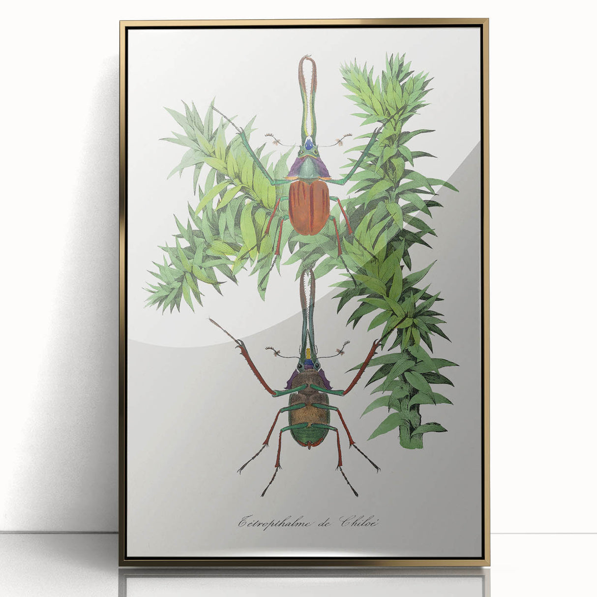 Romanticism Art: "Stag Beetle" Wildlife Botanical Canvas Print