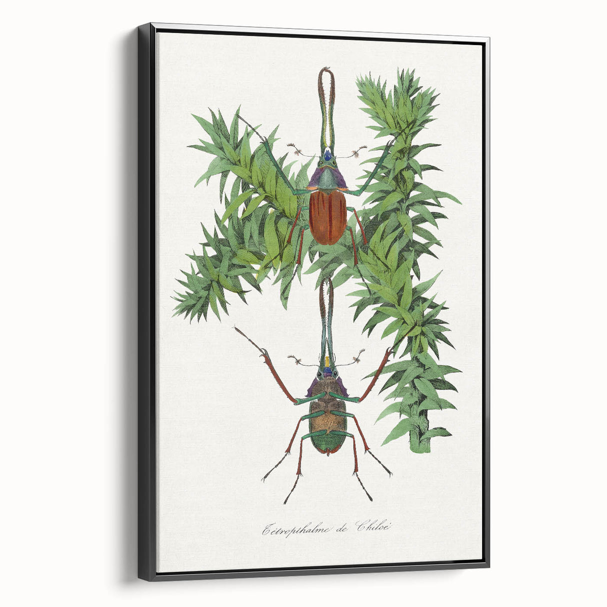 Romanticism Art: "Stag Beetle" Wildlife Botanical Canvas Print