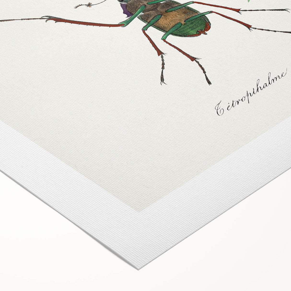 Romanticism Art: "Stag Beetle" Wildlife Botanical Canvas Print