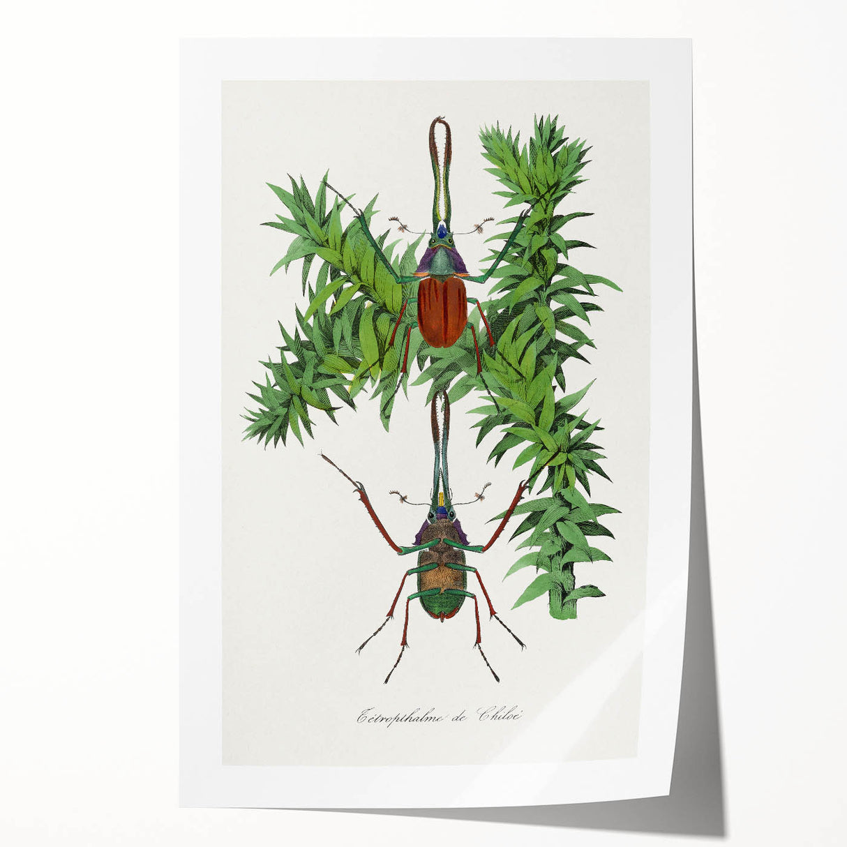 Romanticism Art: "Stag Beetle" Wildlife Botanical Canvas Print