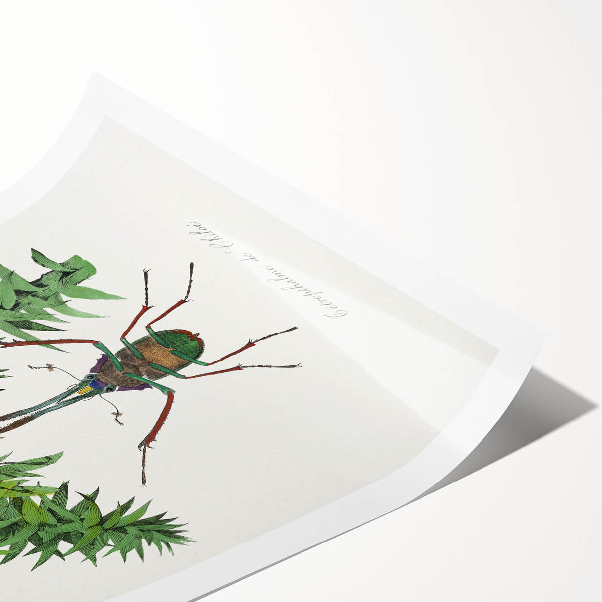 Romanticism Art: "Stag Beetle" Wildlife Botanical Canvas Print