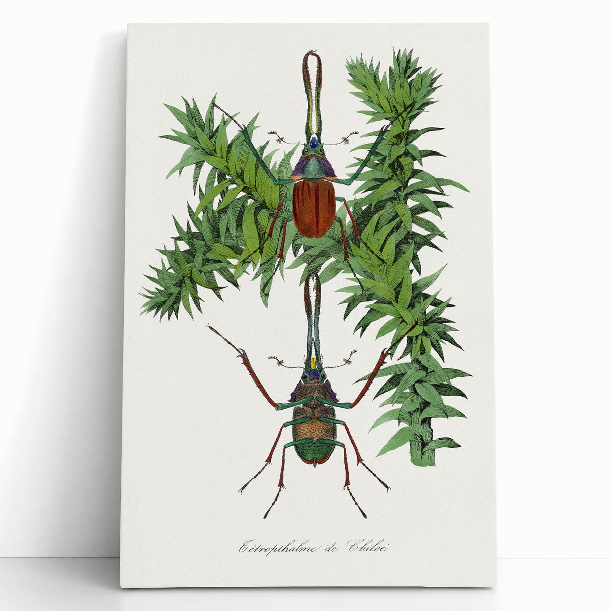Romanticism Art: "Stag Beetle" Wildlife Botanical Canvas Print