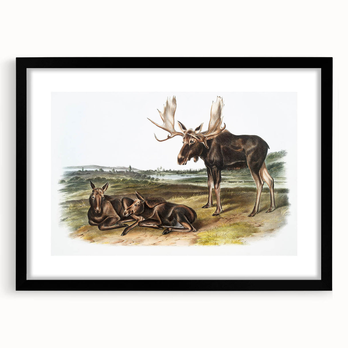 Romanticism Art: "Moose Deer" Wildlife Illustration Canvas Print