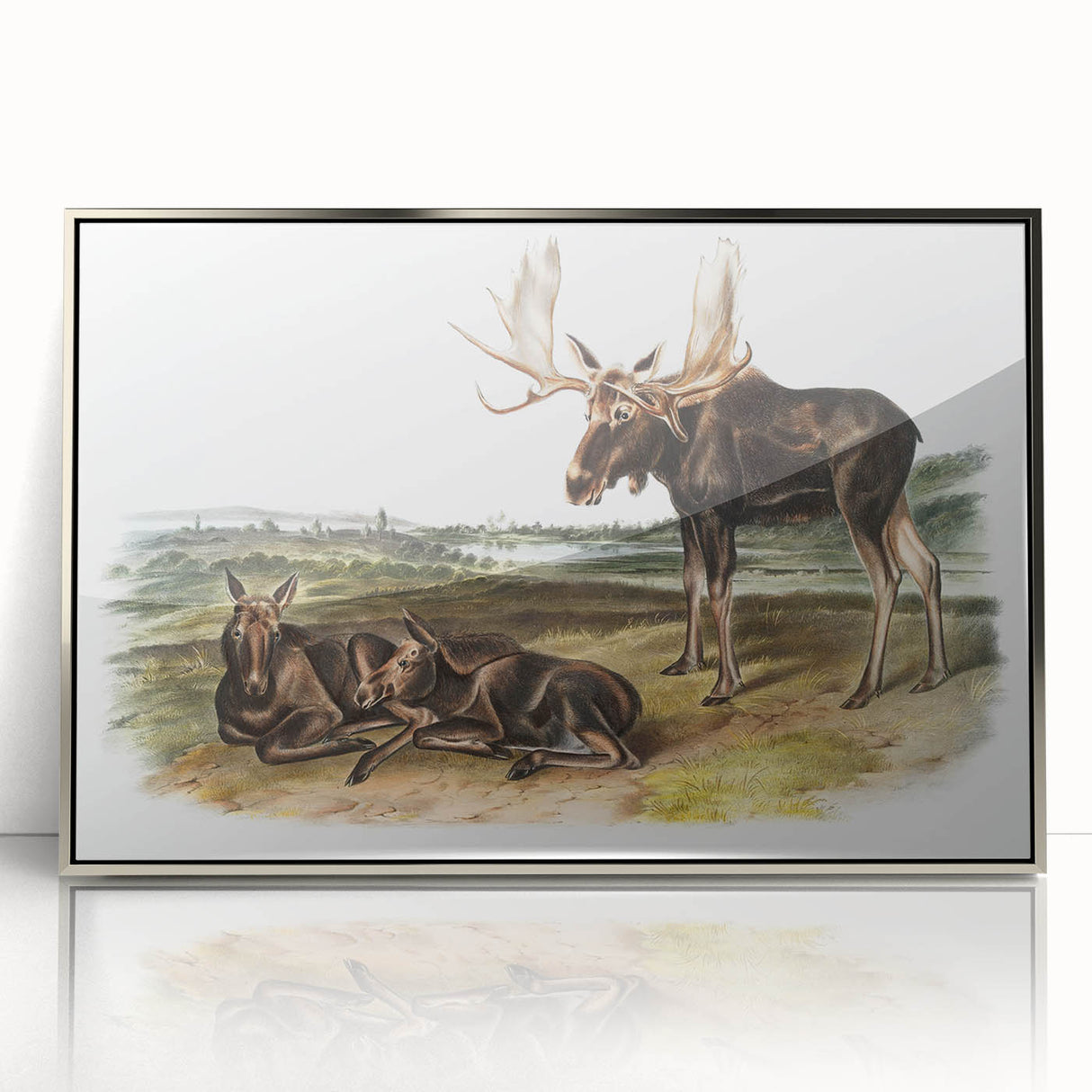 Romanticism Art: "Moose Deer" Wildlife Illustration Canvas Print