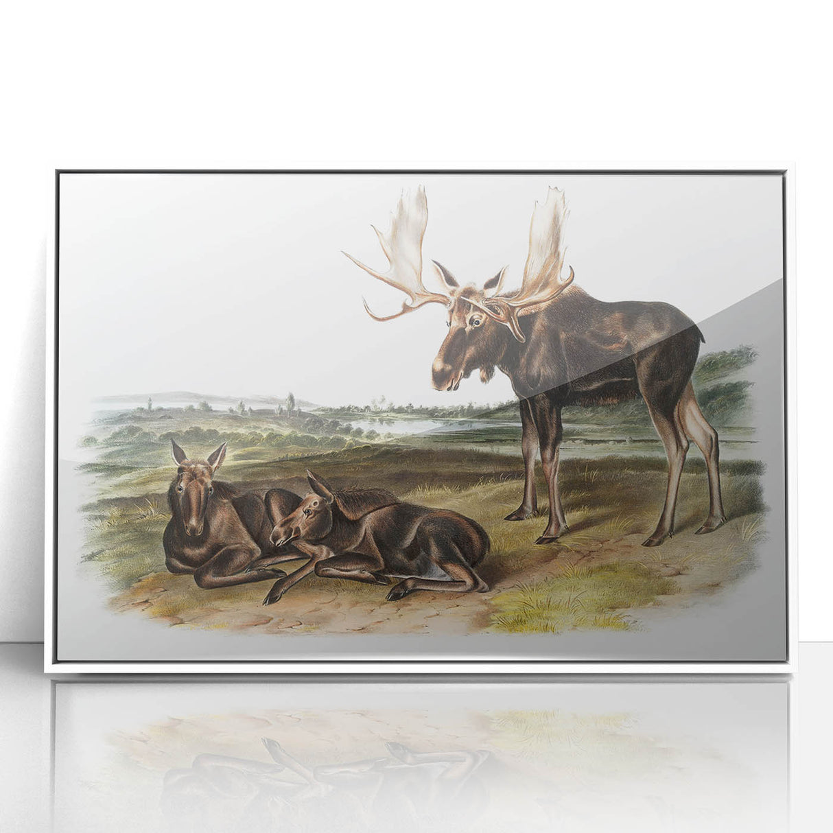 Romanticism Art: "Moose Deer" Wildlife Illustration Canvas Print