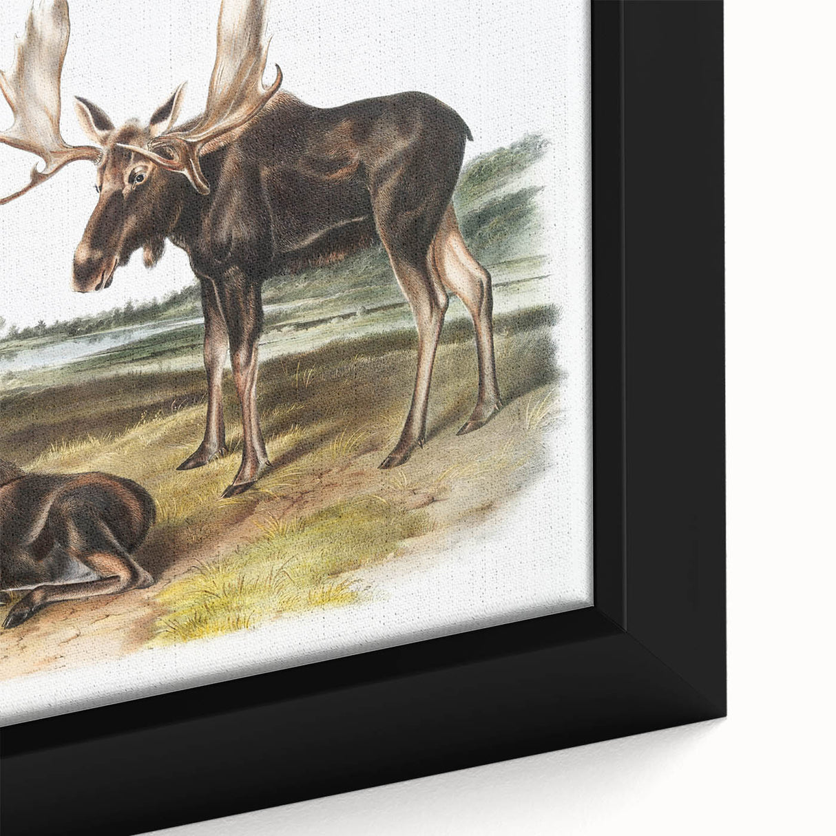 Romanticism Art: "Moose Deer" Wildlife Illustration Canvas Print