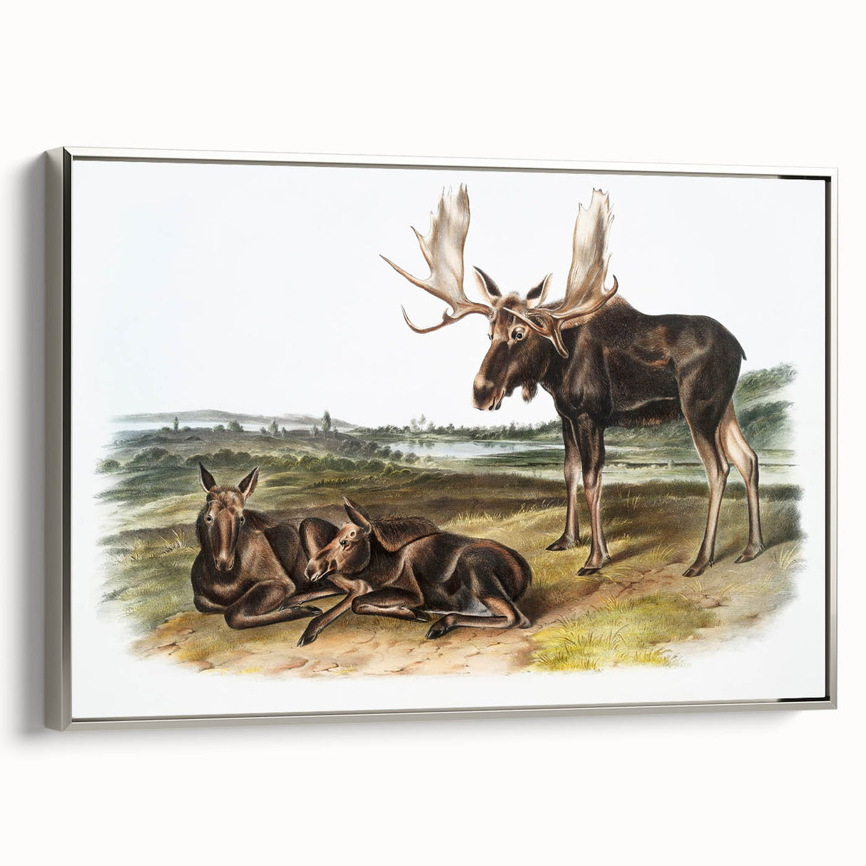 Romanticism Art: "Moose Deer" Wildlife Illustration Canvas Print