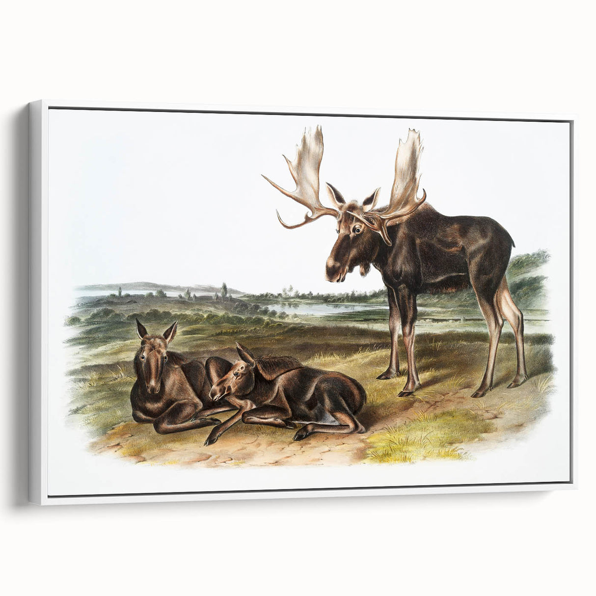 Romanticism Art: "Moose Deer" Wildlife Illustration Canvas Print
