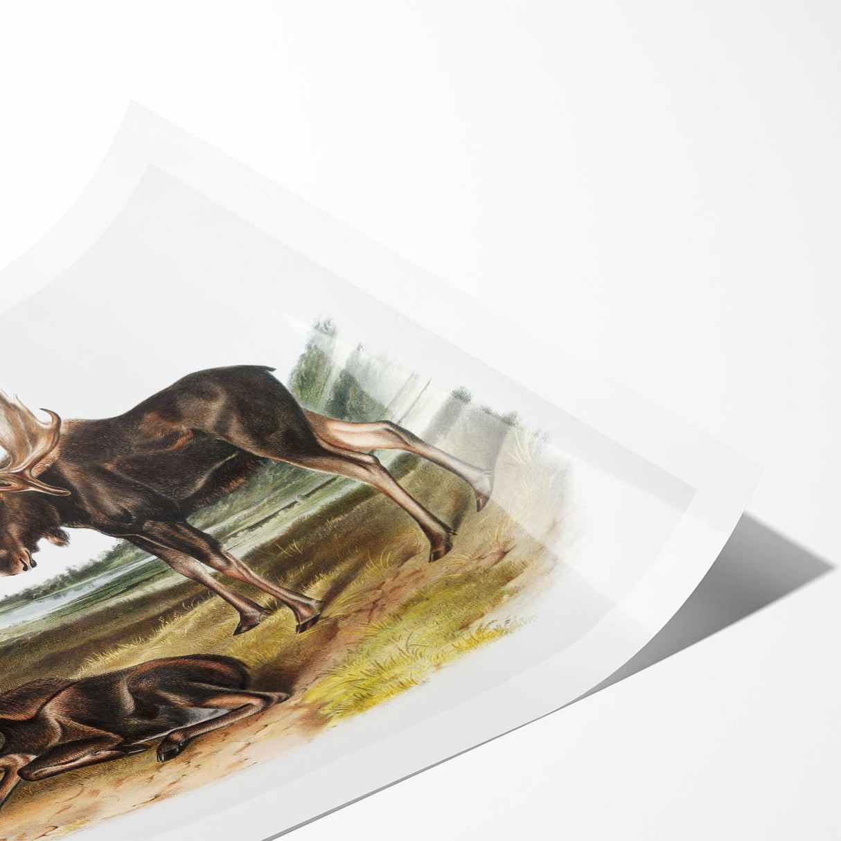 Romanticism Art: "Moose Deer" Wildlife Illustration Canvas Print