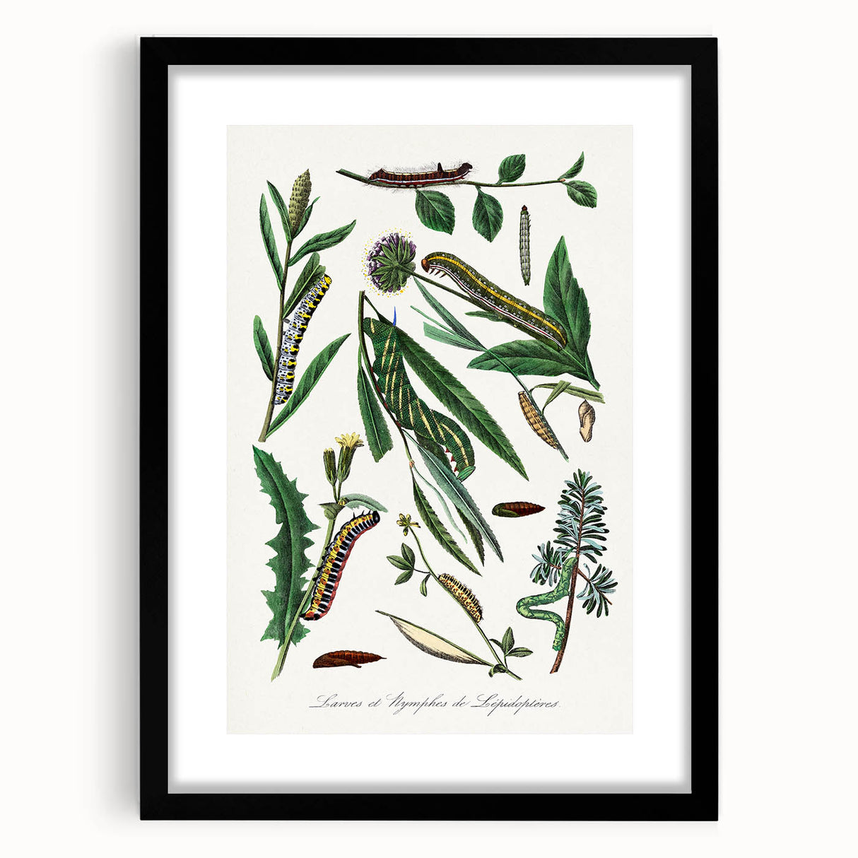 Romanticism Art: "Caterpillars and Chrysalis" Botanical Canvas Print
