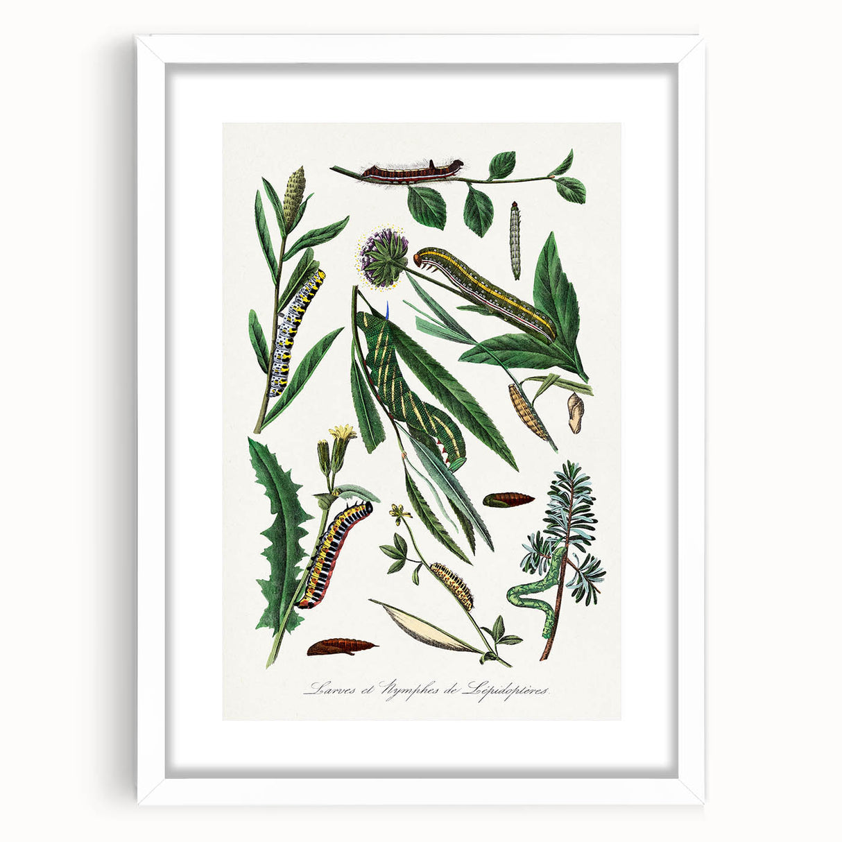 Romanticism Art: "Caterpillars and Chrysalis" Botanical Canvas Print
