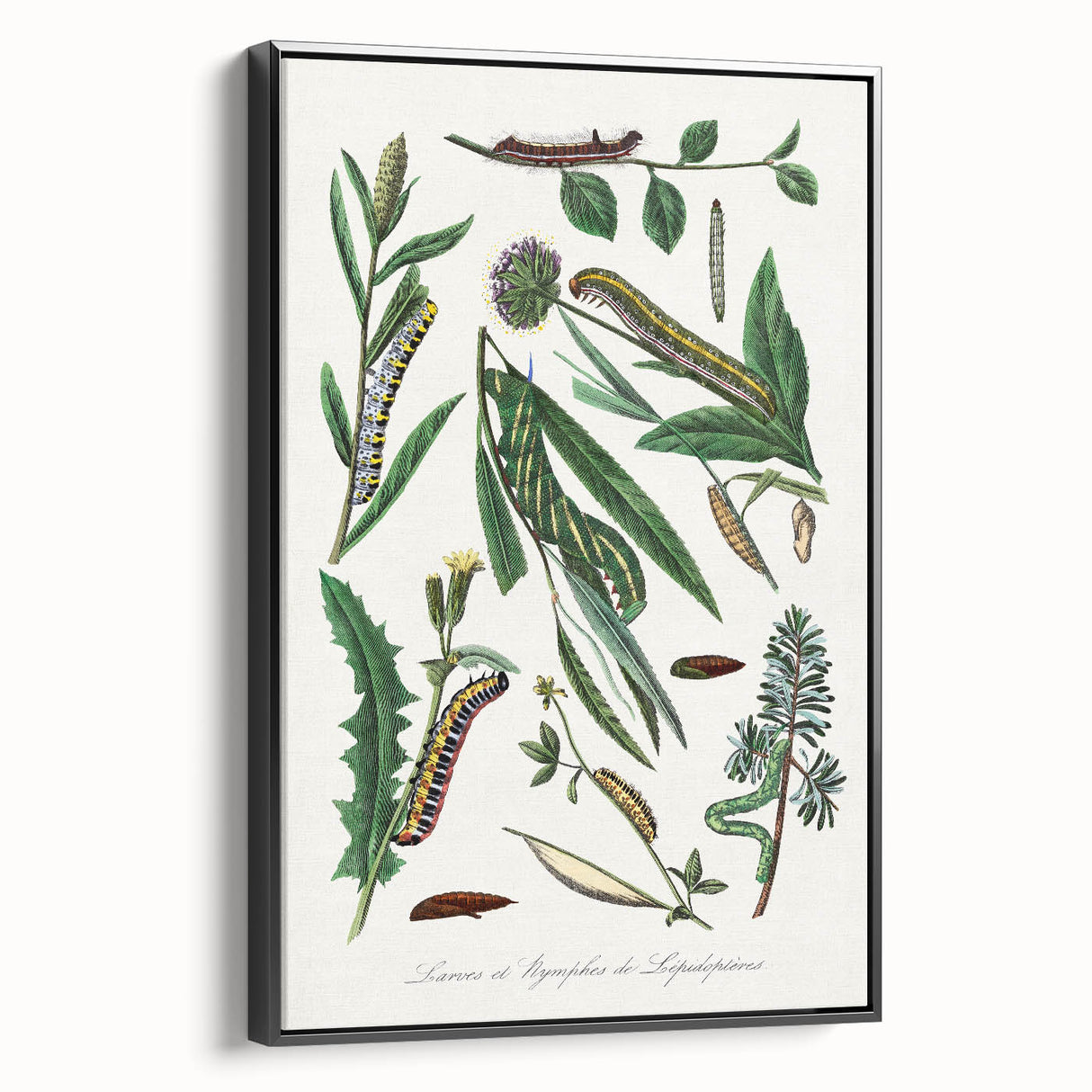 Romanticism Art: "Caterpillars and Chrysalis" Botanical Canvas Print