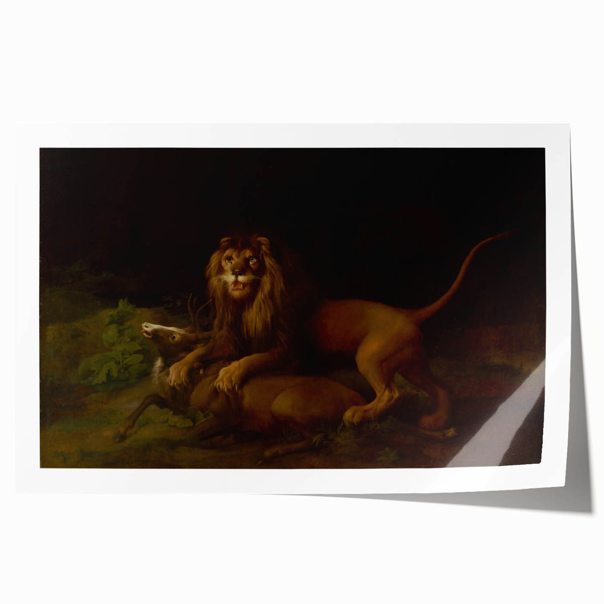 Romanticism Art: "A Lion Attacking a Stag" Wildlife Canvas Print