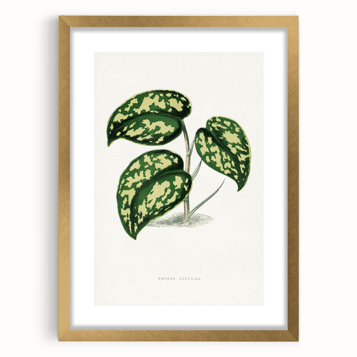 Romanticism Botanical Art: Pothos Argyraea Leaf Print on Canvas