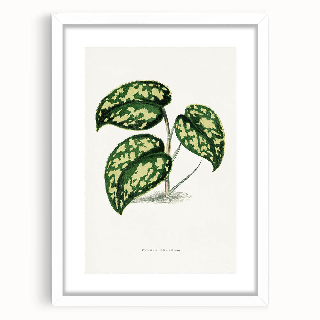 Romanticism Botanical Art: Pothos Argyraea Leaf Print on Canvas