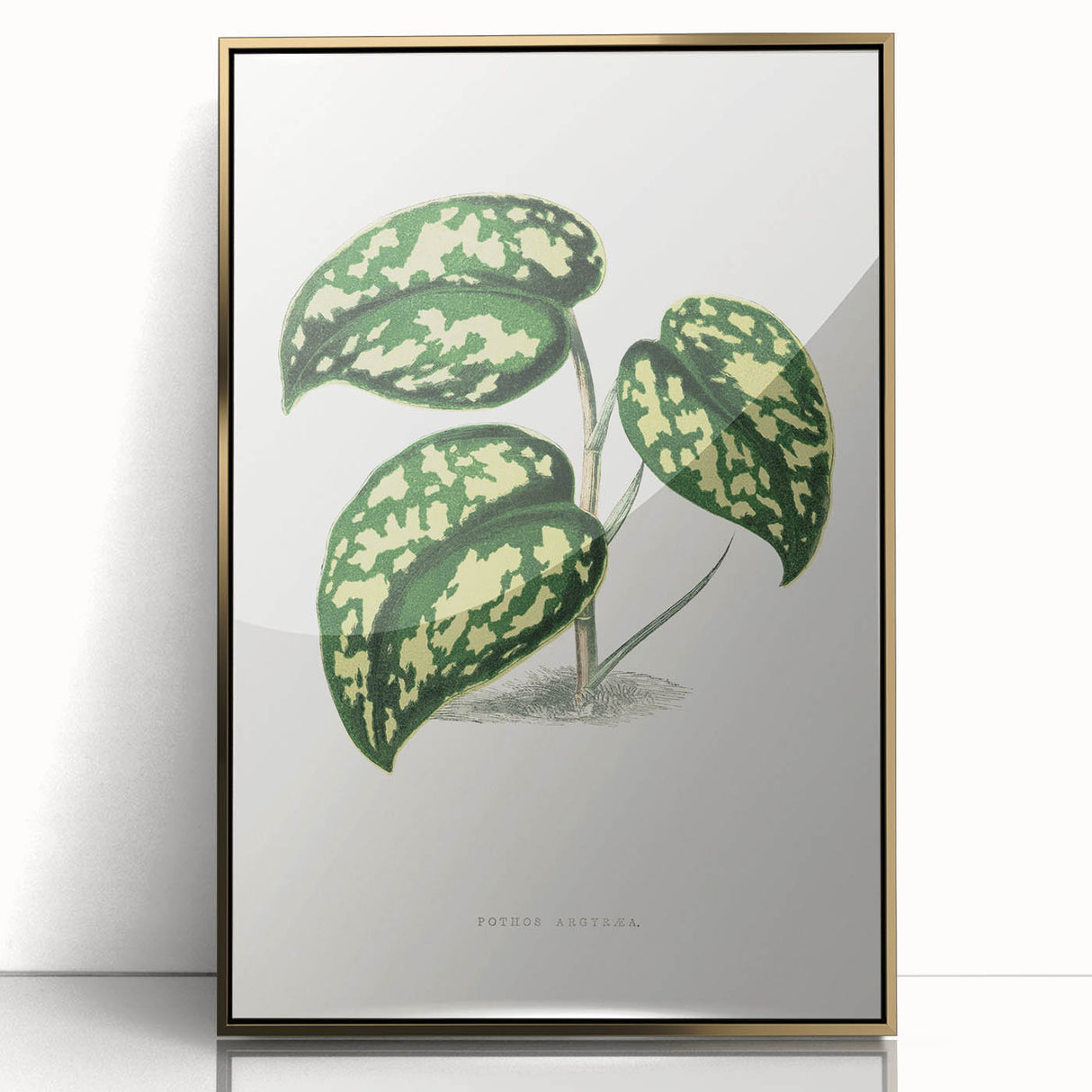 Romanticism Botanical Art: Pothos Argyraea Leaf Print on Canvas