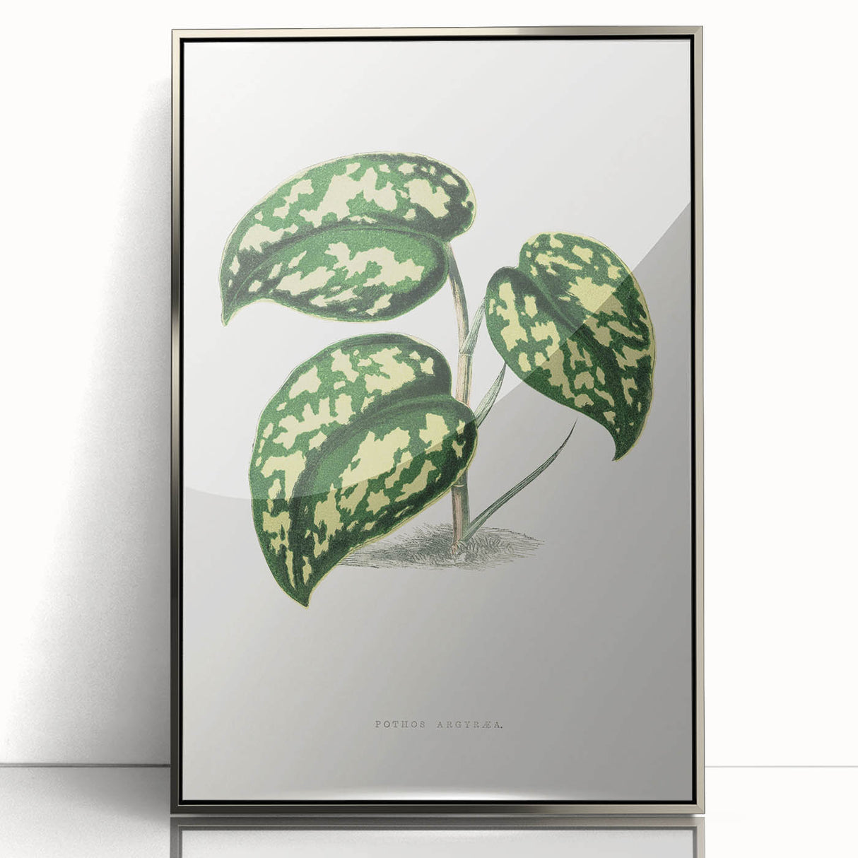 Romanticism Botanical Art: Pothos Argyraea Leaf Print on Canvas