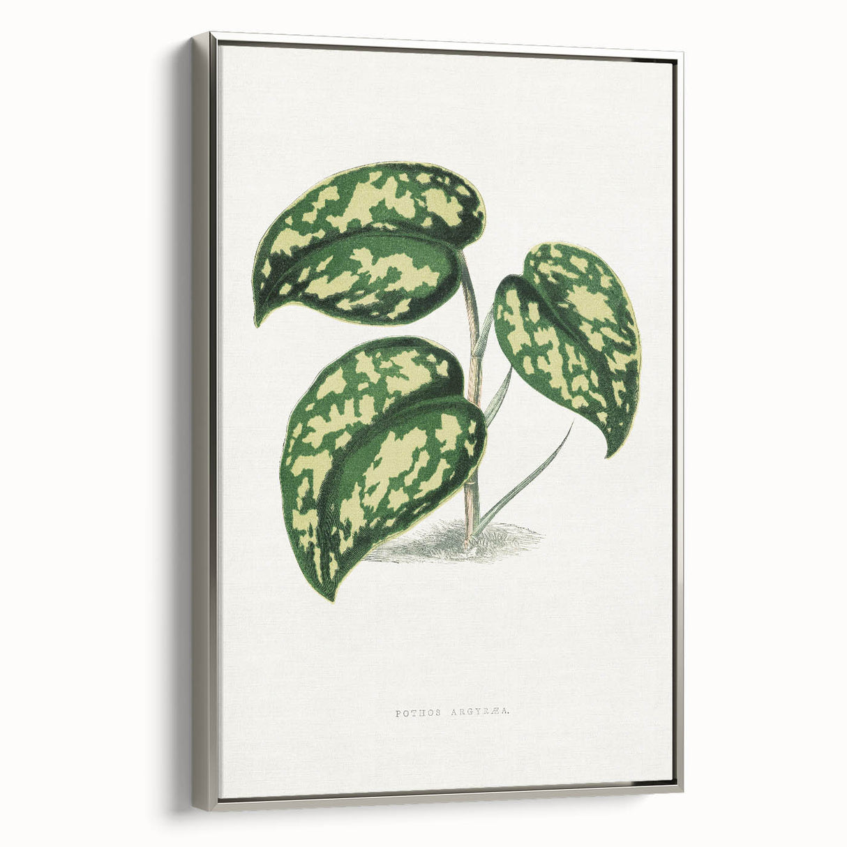 Romanticism Botanical Art: Pothos Argyraea Leaf Print on Canvas