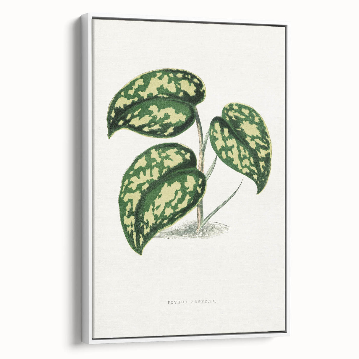 Romanticism Botanical Art: Pothos Argyraea Leaf Print on Canvas