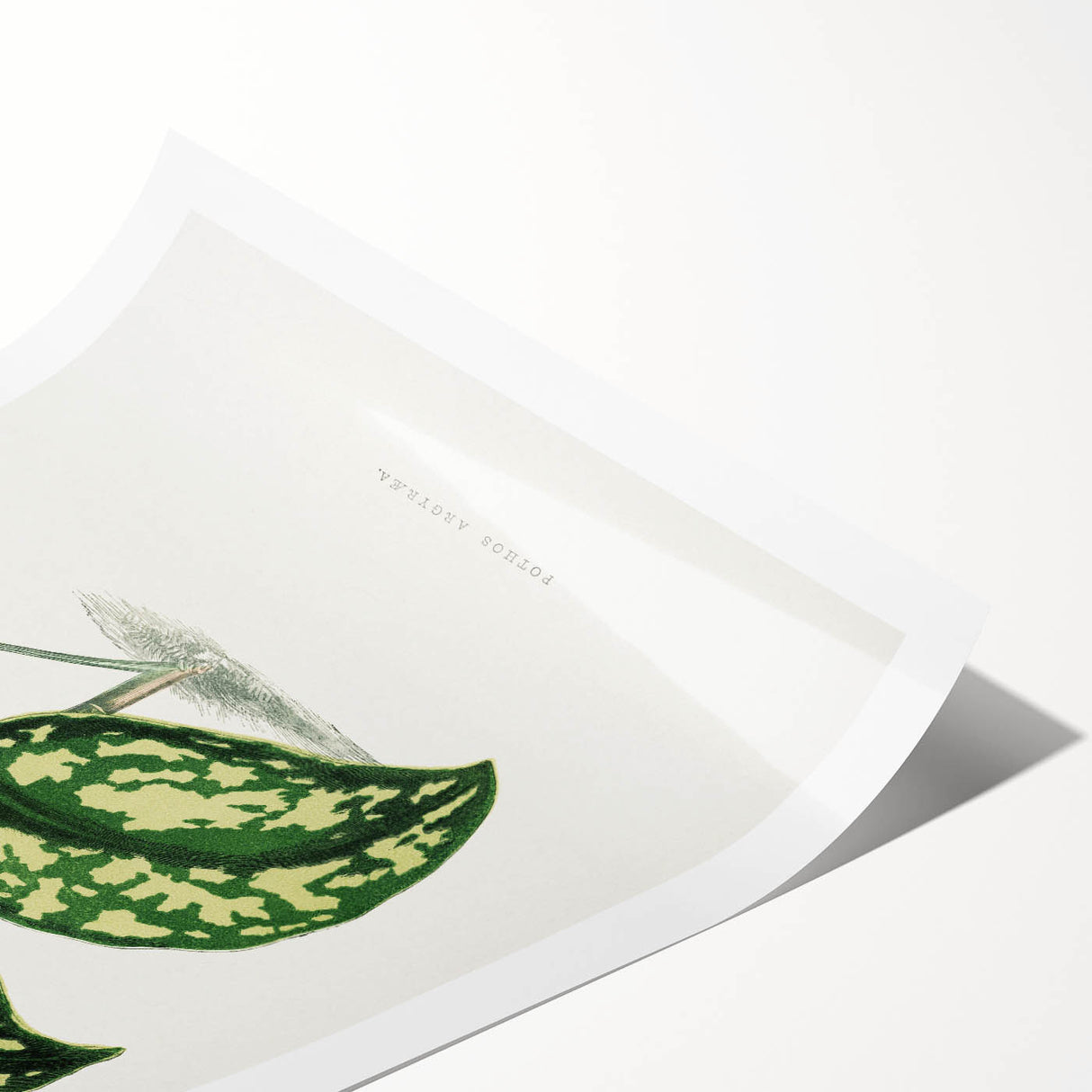 Romanticism Botanical Art: Pothos Argyraea Leaf Print on Canvas