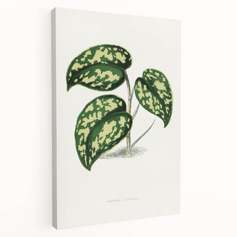 Romanticism Botanical Art: Pothos Argyraea Leaf Print on Canvas