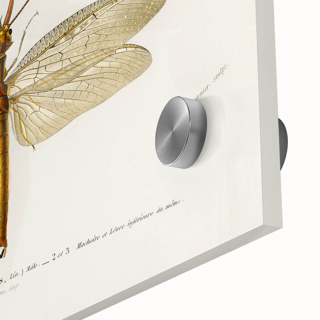 Romanticism Art Print: Eastern Dobsonfly Illustration by D'Orbigny