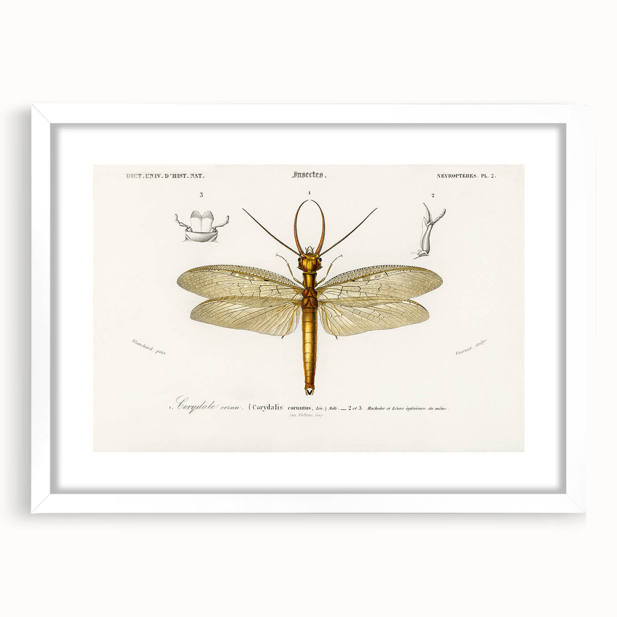 Romanticism Art Print: Eastern Dobsonfly Illustration by D'Orbigny
