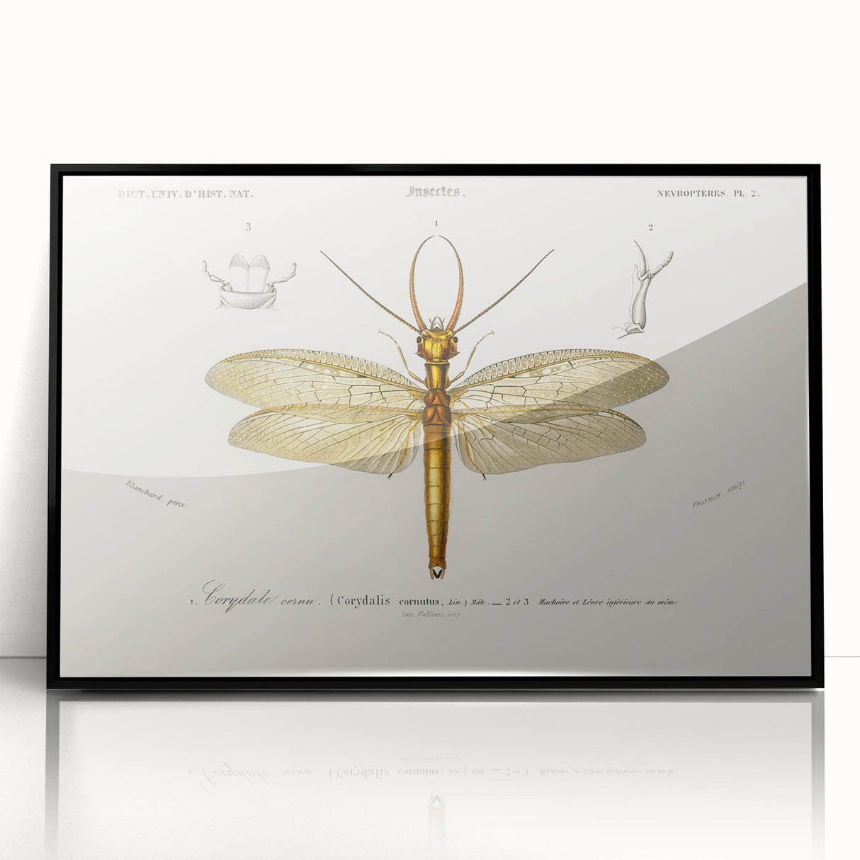 Romanticism Art Print: Eastern Dobsonfly Illustration by D'Orbigny